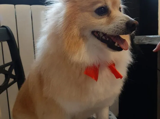 לינה וארוחת בוקר Principe Calaf 3