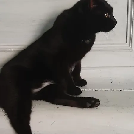 Principe Calaf 3 Lucca